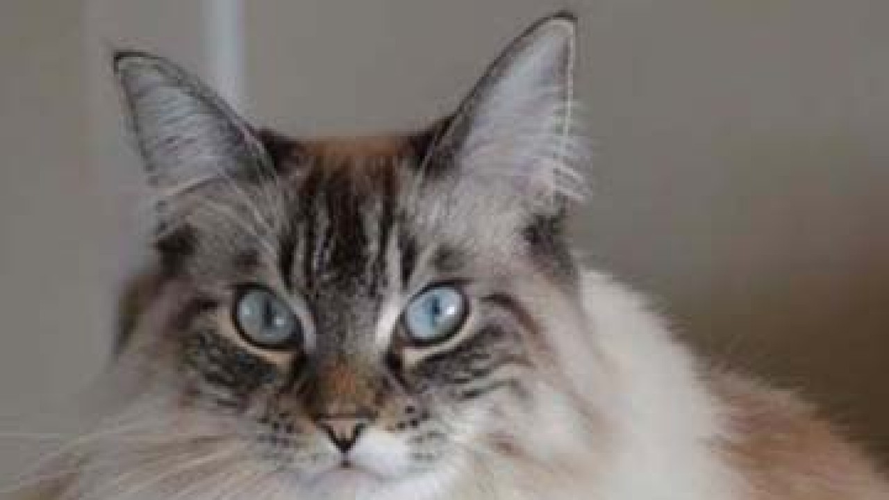 chat 1