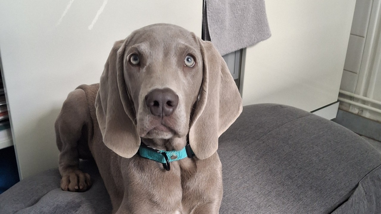 Chien 2